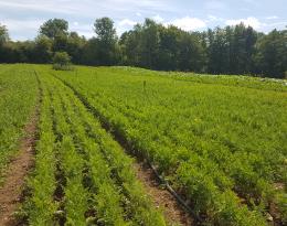 champ de carottes