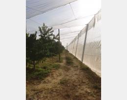 Fiche pratiques remarquables : utilisation de filet insect proof sous pêchers