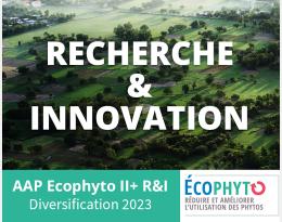 Projet Diver'ant