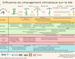Comment la météo d'une campagne influence-t-elle la culture de blé ? Et en regardant plus largement, quelles seraient les effets du changement climatique sur les différentes composantes de rendement du blé ? (Réalisation : Marie, stagiaire à l'ADABio avec appui de l'équipe ADABio))