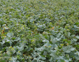 Colza associé à des légumineuses conduit en zéro herbicide