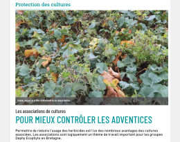 Les cultures associées pour contrôler les adventices