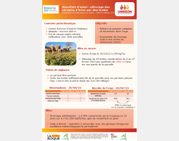 poster sur le pâturage d'orge d'hiver par des brebis