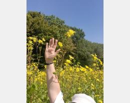 fleurs de silphie