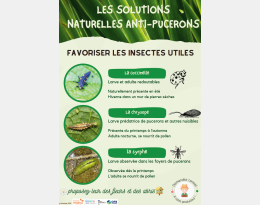 affiche solutions (pucerons)