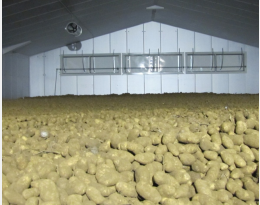 Pommes de terre en stockage