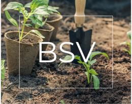 BSV Bretagne JEVI