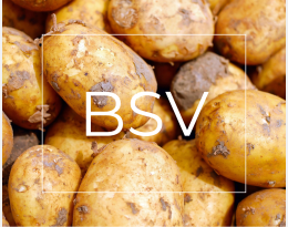 BSV Bretagne