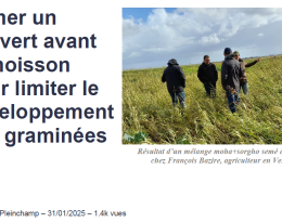 Semer un couvert avant la moisson pour limiter le développement des graminées