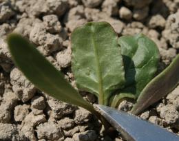 puceron aptère vert