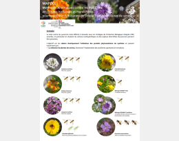 Poster Plantes de service
