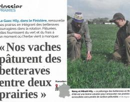 Diversification des cultures : nos vaches pâturent des betteraves entre deux prairies