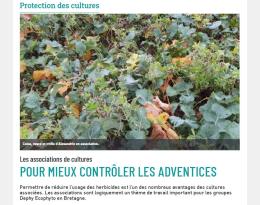 Les associations de cultures pour mieux contrôler les adventices