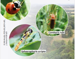 illustration issu du Perspectives Agricole d' insectes divers - crédits