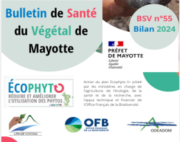 bilan bsv 55 bilan