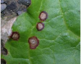 Cercosporiose