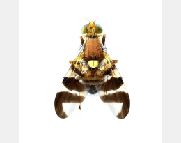 photo mouche du brou