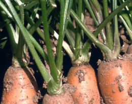 carotte nématodes