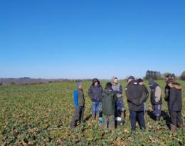 Des itinéraires pour produire un colza avec très peu de phytos et d'intrants