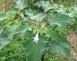 datura