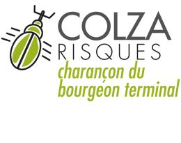 logo OAD colza risque lié aux charançons du bourgeon terminal - Terres Inovia
