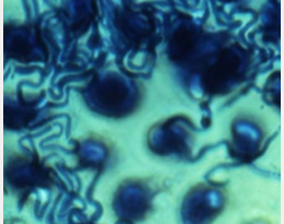 champignons_endophytes