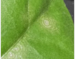 effet de virus sur feuille