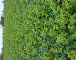 Colza associé à 10kg/ha de trèfle d'Alexandrie TABOR