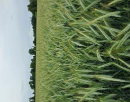 Triticale