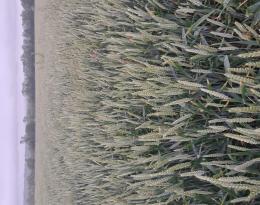 mélange de variétés de blé