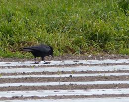 corbeau