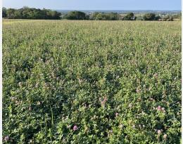 prairie de fauche