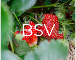 BSV Fruits rouges HDF