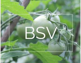 Image BSV tomate