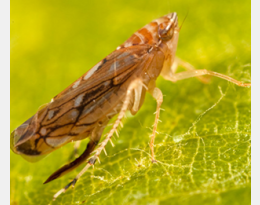 Gestion des ravageurs : quelles alternatives aux insecticides ?