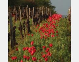 Livret Ecophyto (édition 2023) : La viticulture biologique en Périgord, où en est-on ?