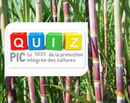 Quiz cultures tropicales