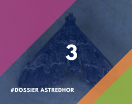 3 - duponchelia fovealis