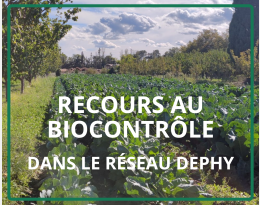 Vignette biocontrole