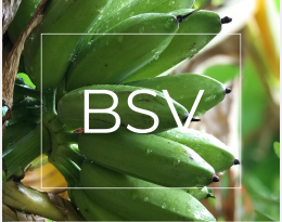 BSV Banane Martinique