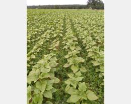 Tournesol associé à de la luzerne