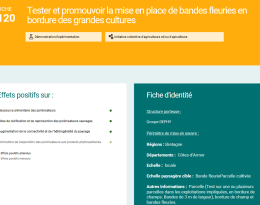 Tester les bandes fleuries en grandes cultures