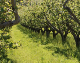 un verger