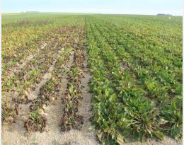 Observatoire des variétés de betteraves sucrières