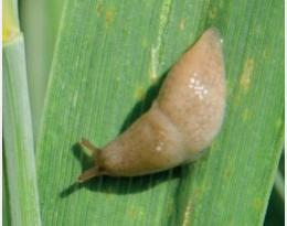 Limaces