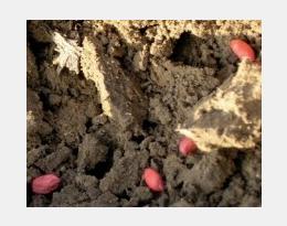 Limaces