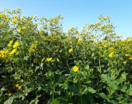 silphie en fleurs
