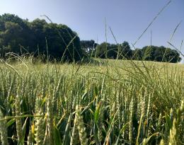 Ray-Grass résistant