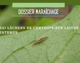 Chrysope