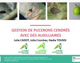 Gestion des pucerons cendrés par les auxiliaires SIVAL 2024